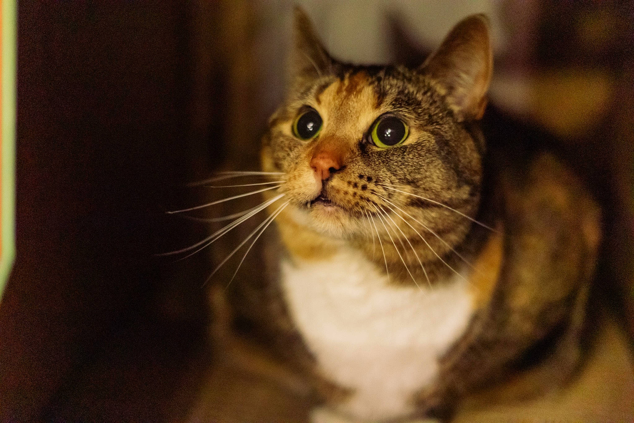 Cinnamon is registered to the contest to win money with this photo: carnivore, cat, domestic_short_haired_cat, door, eye, felidae, fur, small_to_medium_sized_cats, snout, terrestrial_animal, tree, whiskers, wildlife