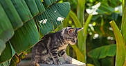 Kaïdo a rejoint le concours — aidez-le/la à gagner de superbes lots ! cat, kitten, tabby, animal, pet, sitting, wooden_platform, wood, banana_plants, tropical, jungle, garden, outdoors, greenery, leaves, foliage, sunlight, nature, portrait, rustic