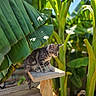 cat, kitten, tabby, animal, pet, sitting, wooden_platform, wood, banana_plants, tropical, jungle, garden, outdoors, greenery, leaves, foliage, sunlight, nature, portrait, rustic