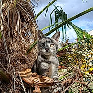 Kaïdo a rejoint le concours — aidez-le/la à gagner de superbes lots ! cat, kitten, tabby, animal, pet, sitting, portrait, outdoors, tropical, palm_leaf, foliage, branches, dry_leaves, nature, wildlife, gray_fur, striped_fur, greenery, blue_sky, close_up