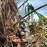 cat, kitten, tabby, animal, pet, sitting, portrait, outdoors, tropical, palm_leaf, foliage, branches, dry_leaves, nature, wildlife, gray_fur, striped_fur, greenery, blue_sky, close_up
