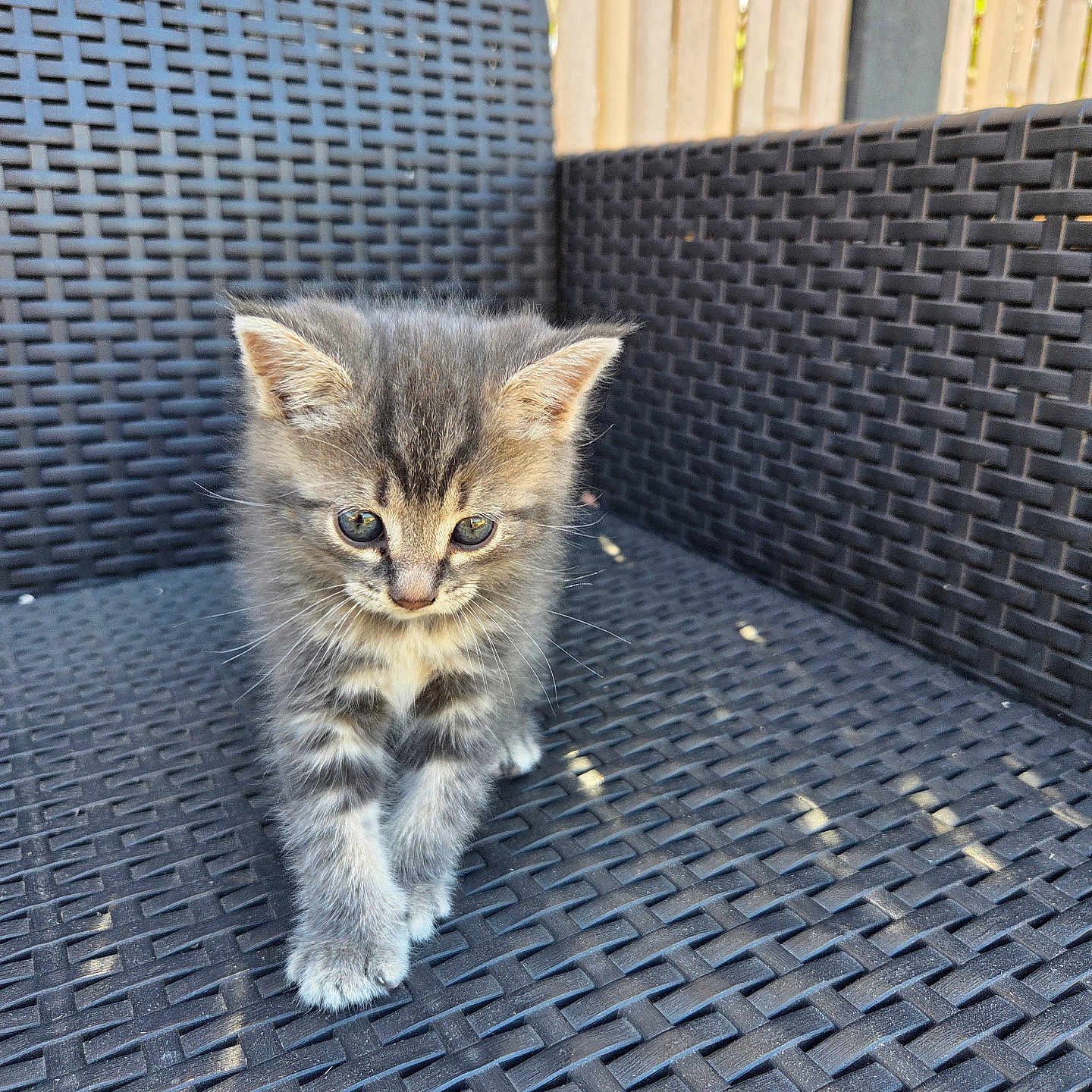 Kaïdo
