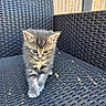 Kaïdo a rejoint le concours — aidez-le/la à gagner de superbes lots ! kitten, cat, tabby, gray_fur, animal, pet, cute, young_animal, sitting, standing, outdoor, patio, chair, wicker, woven_texture, sunlight, curtains, portrait, whiskers, blue_eyes