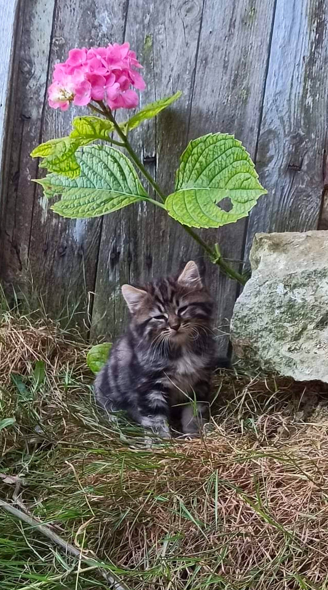 Timyh participe au concours pour gagner de l'argent avec cette photo : annual_plant, carnivore, cat, domestic_short_haired_cat, felidae, flower, flowering_plant, grass, groundcover, leaf, petal, plant, rose, small_to_medium_sized_cats, soil, terrestrial_animal, terrestrial_plant, trunk, whiskers, wood