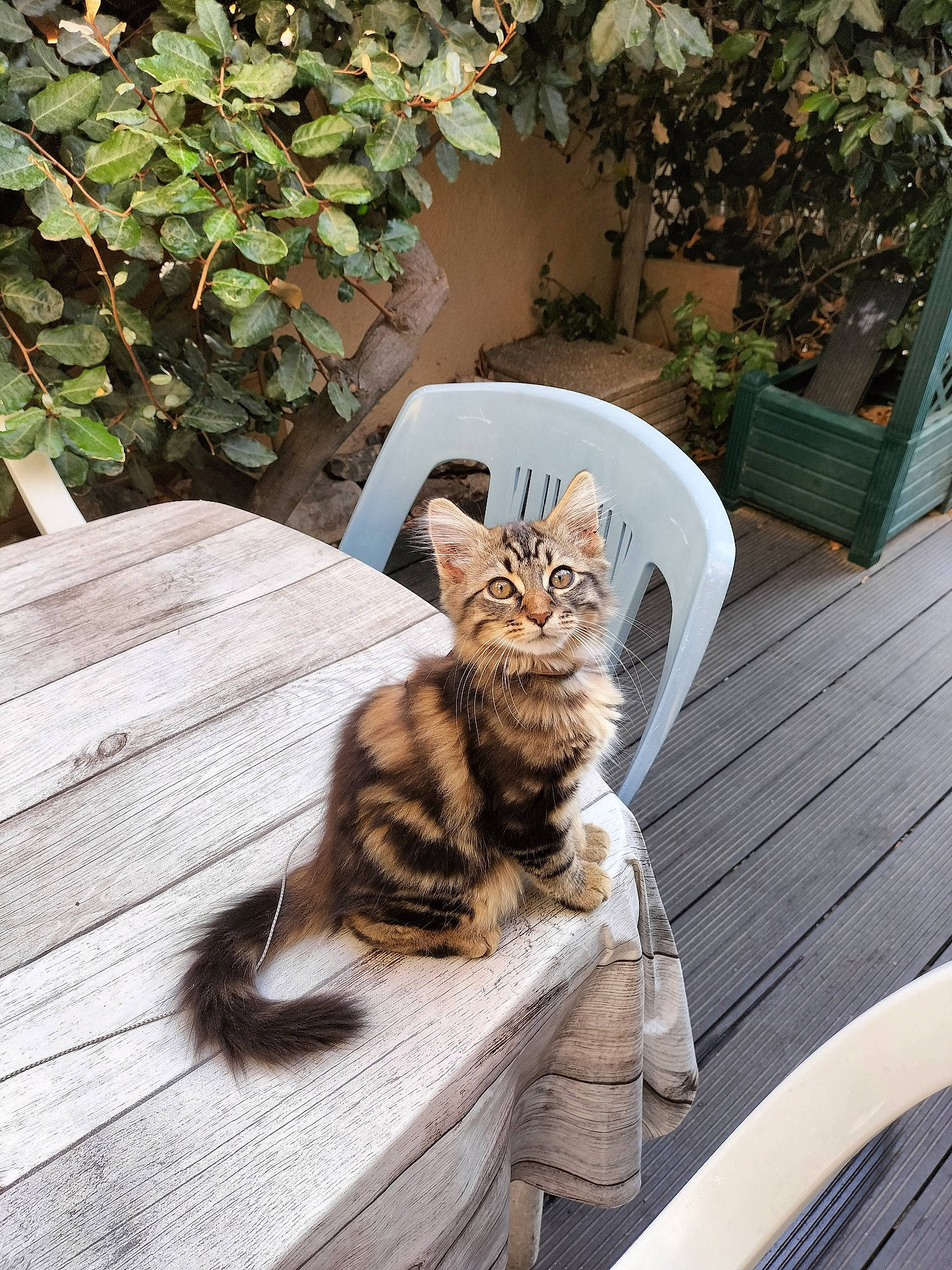 Timyh a rejoint le concours — aidez-le/la à gagner de superbes lots ! carnivore, cat, comfort, domestic_short_haired_cat, fawn, felidae, flowerpot, fur, grass, hardwood, outdoor_furniture, plant, small_to_medium_sized_cats, snout, table, tail, terrestrial_animal, whiskers, wildlife, wood