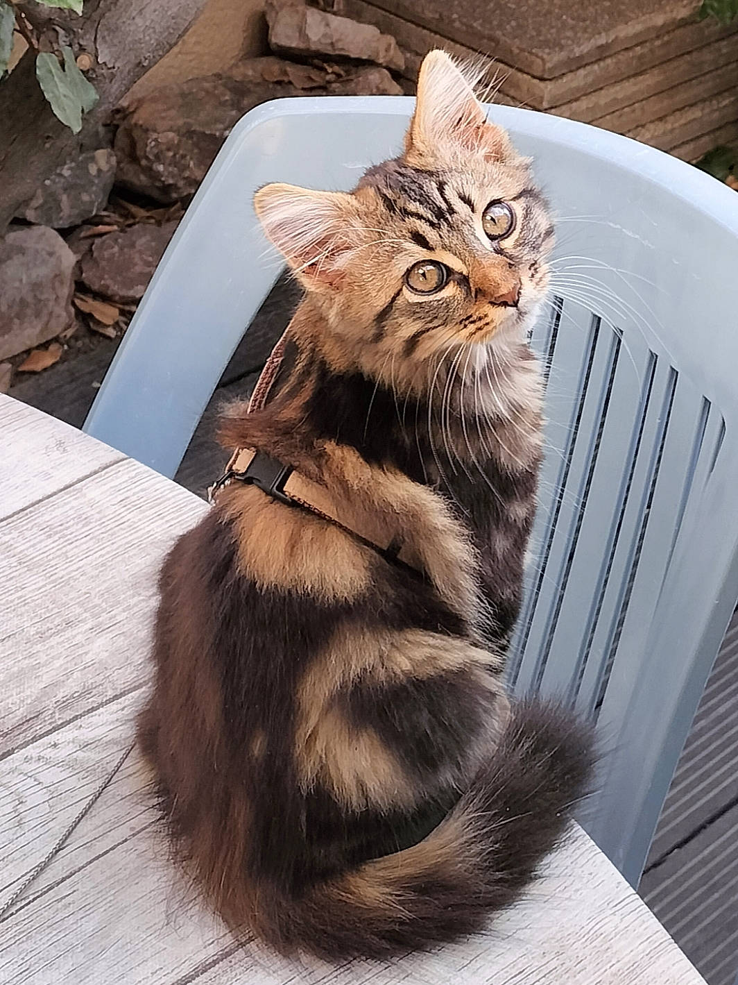 Timyh participe au concours pour gagner de l'argent avec cette photo : carnivore, cat, cat_supply, claw, domestic_short_haired_cat, fashion_accessory, fawn, felidae, fur, paw, sitting, small_to_medium_sized_cats, snout, tail, terrestrial_animal, whiskers, wildlife, window, wood