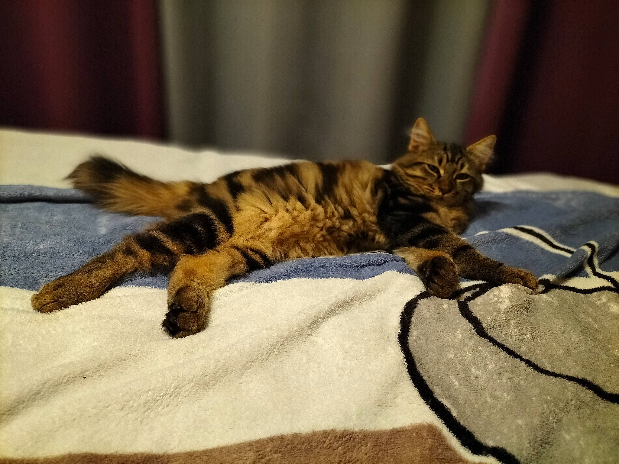 Timyh a rejoint le concours — aidez-le/la à gagner de superbes lots ! bed, carnivore, cat, claw, comfort, domestic_short_haired_cat, fawn, felidae, flooring, fur, nap, paw, shadow, small_to_medium_sized_cats, snout, tail, terrestrial_animal, whiskers, wildlife, wood