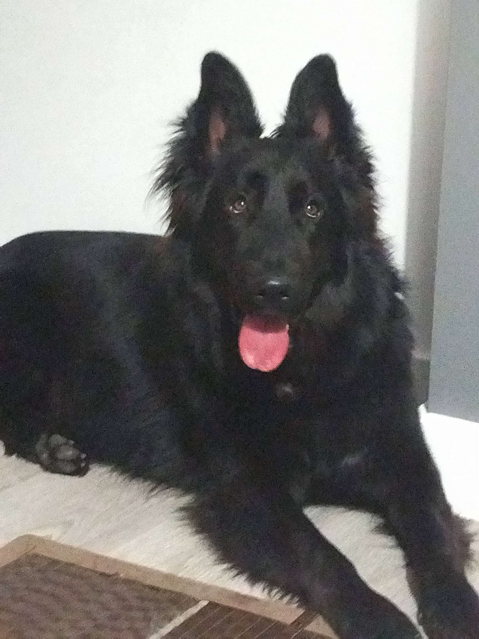 Ragnar participe au concours pour gagner de l'argent avec cette photo : ancient_dog_breeds, canidae, carnivore, companion_dog, dog, dog_breed, fur, herding_dog, non_sporting_group, snout, sporting_group, working_animal, working_dog