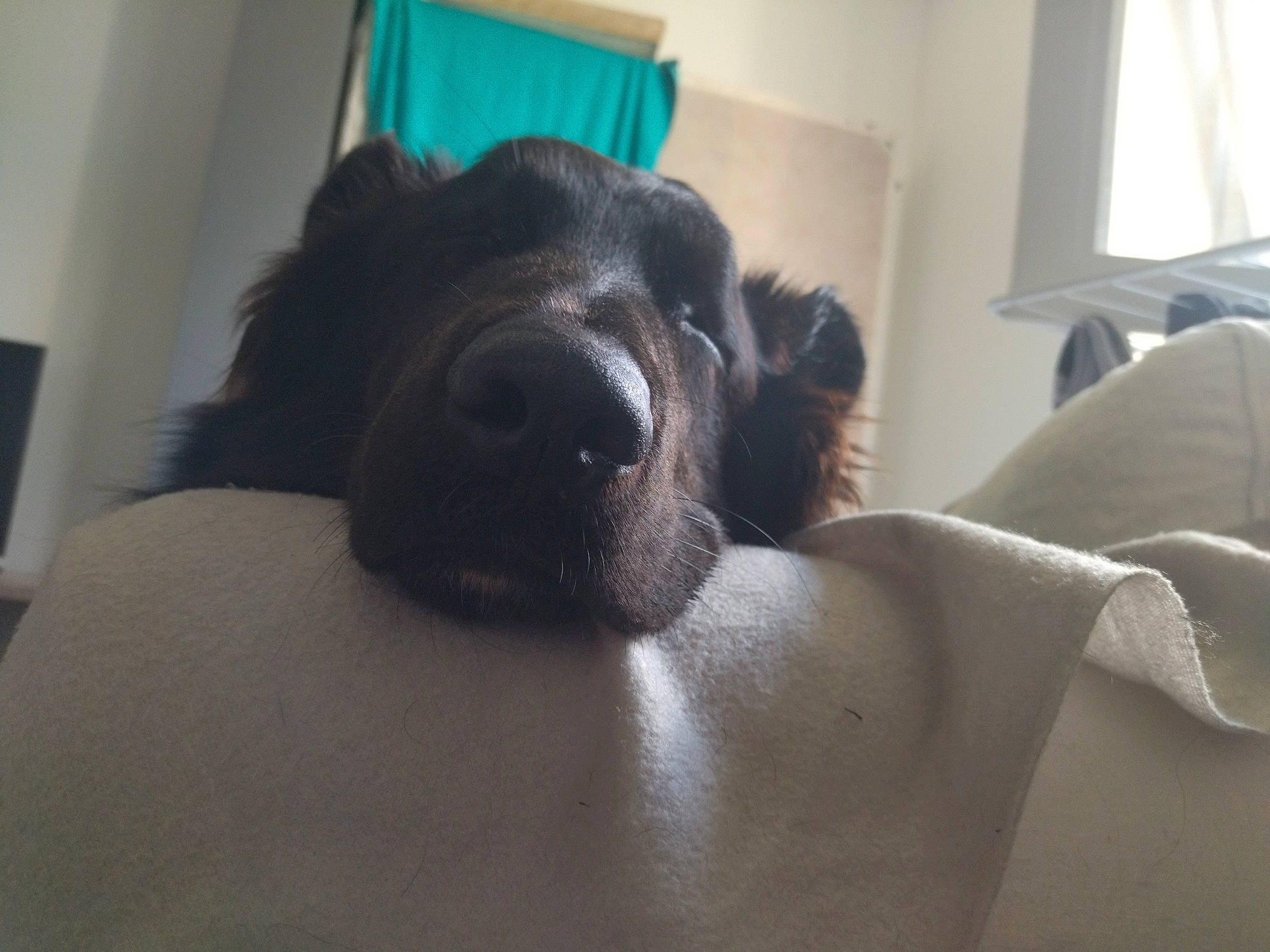 Ragnar participe au concours pour gagner de l'argent avec cette photo : canidae, carnivore, comfort, companion_dog, dog, dog_breed, ear, fawn, flesh, fur, jaw, linens, nap, room, snout, sporting_group, terrestrial_animal, whiskers, window, working_animal