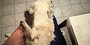 Goose joined the competition — help win amazing prizes! cat, fluffy, pet, lap, person, blue_shirt, kitchen, tile_floor, stove, oven, countertop, relaxed, feline, indoor, home, paw, fur, comfort, resting, casual