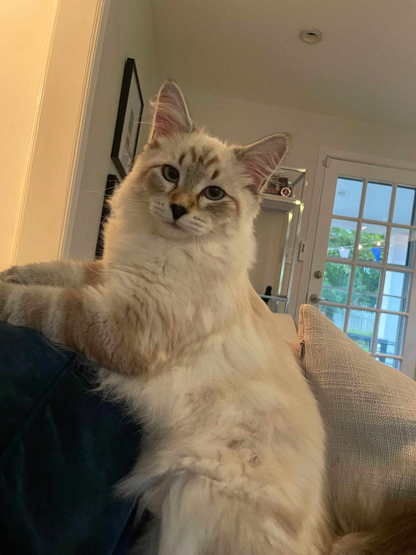 Goose