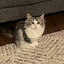 Maverick joined the competition — help win amazing prizes! cat, indoor, fluffy, gray, white, curious, pet, animal, carpet, rug, couch, furniture, floor, domestic, mammal, small, cute, whiskers, ears, sitting