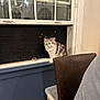 Maverick is registered to the contest to win money with this photo: cat, window, indoor, night, chair, furniture, pet, fluffy, gray, white, ledgestone, screen, reflection, box, storage, wall, home, domestic, animal, sitting
