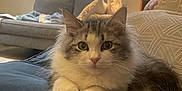 Maverick joined the competition — help win amazing prizes! cat, fluffy, cushion, indoor, living_room, window, pillow, furniture, pet, cute, relaxed, cozy, tabby, white, animal, domestic_cat, resting, soft_light, home, calm