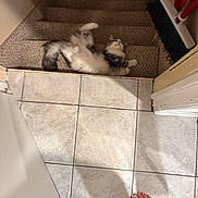 Maverick joined the competition — help win amazing prizes! cat, stairs, carpet, broom, tile_floor, bare_feet, home_interior, relaxed, fluffy_cat, playful, pet, domestic_animal, indoor, wall, door_frame, shadow, white_and_gray_cat, resting, feline, floor