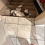 cat, stairs, carpet, broom, tile_floor, bare_feet, home_interior, relaxed, fluffy_cat, playful, pet, domestic_animal, indoor, wall, door_frame, shadow, white_and_gray_cat, resting, feline, floor