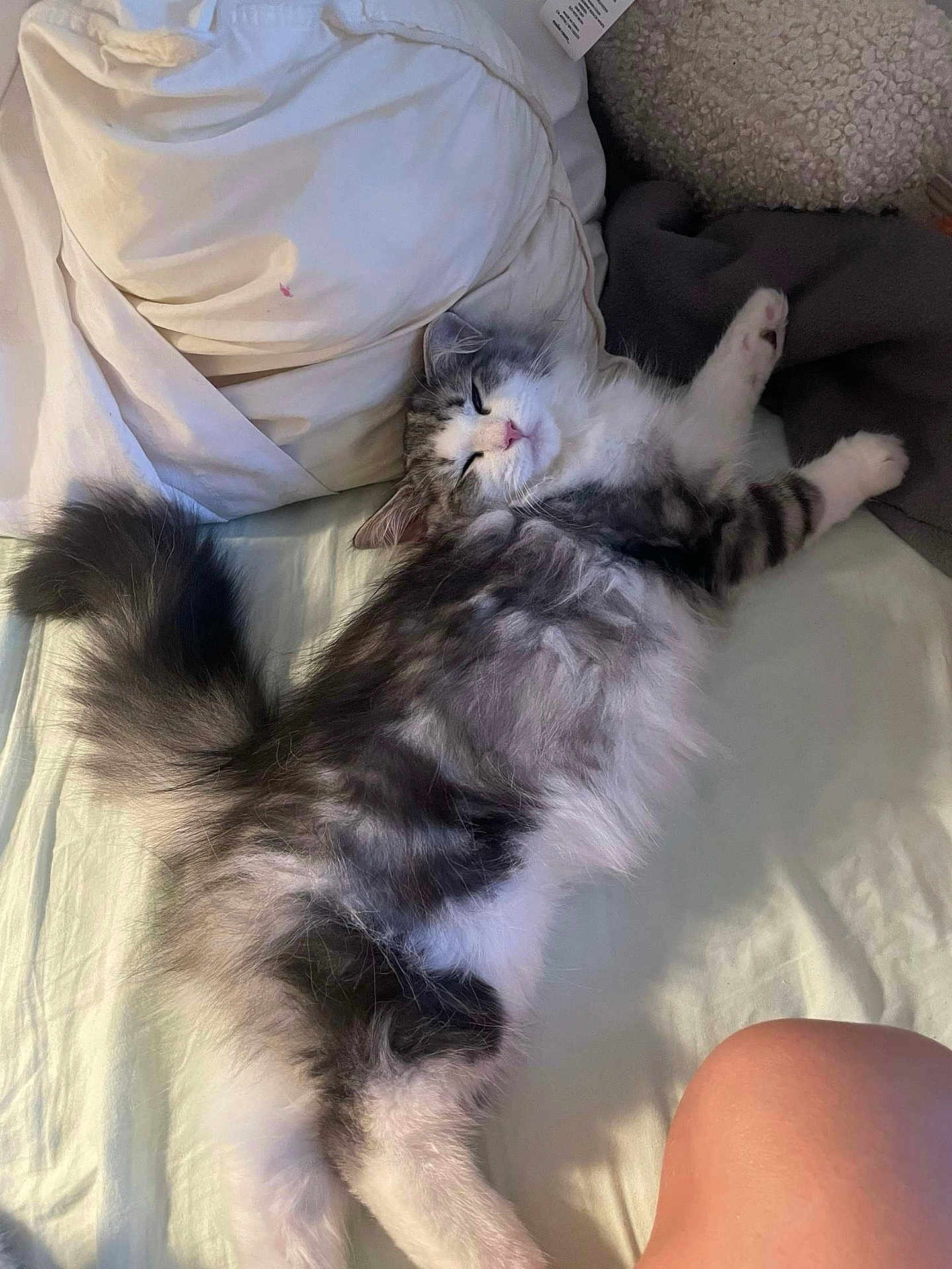 Maverick joined the competition — help win amazing prizes! cat, fluffy, sleeping, bed, pillow, white, gray, fur, pet, domestic, cozy, relaxed, indoor, animal, mammal, paw, tail, soft, resting, human_knee