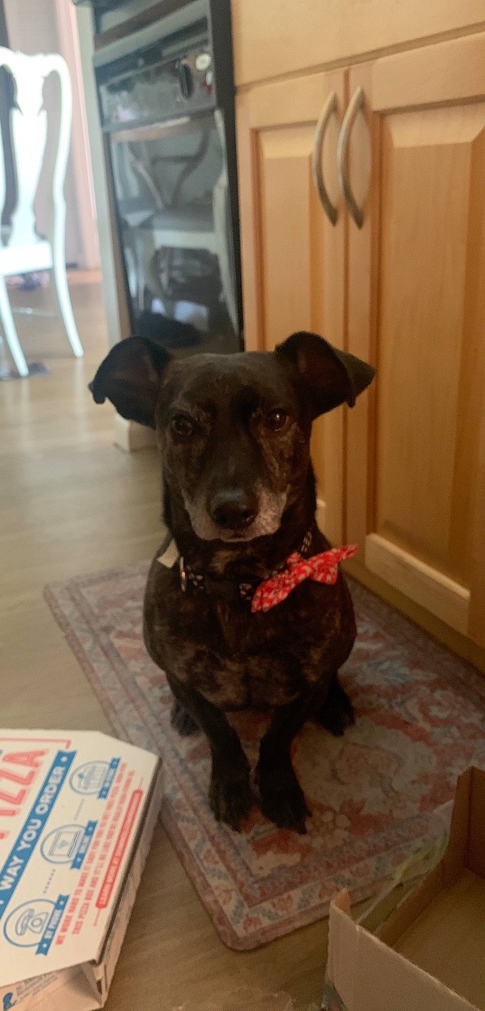 Tucker joined the competition — help win amazing prizes! borador, carnivore, collar, companion_dog, dog, dog_breed, dog_collar, door, flooring, fur, guard_dog, gun_dog, hardwood, liver, retriever, snout, sporting_group, whiskers, wood, working_animal