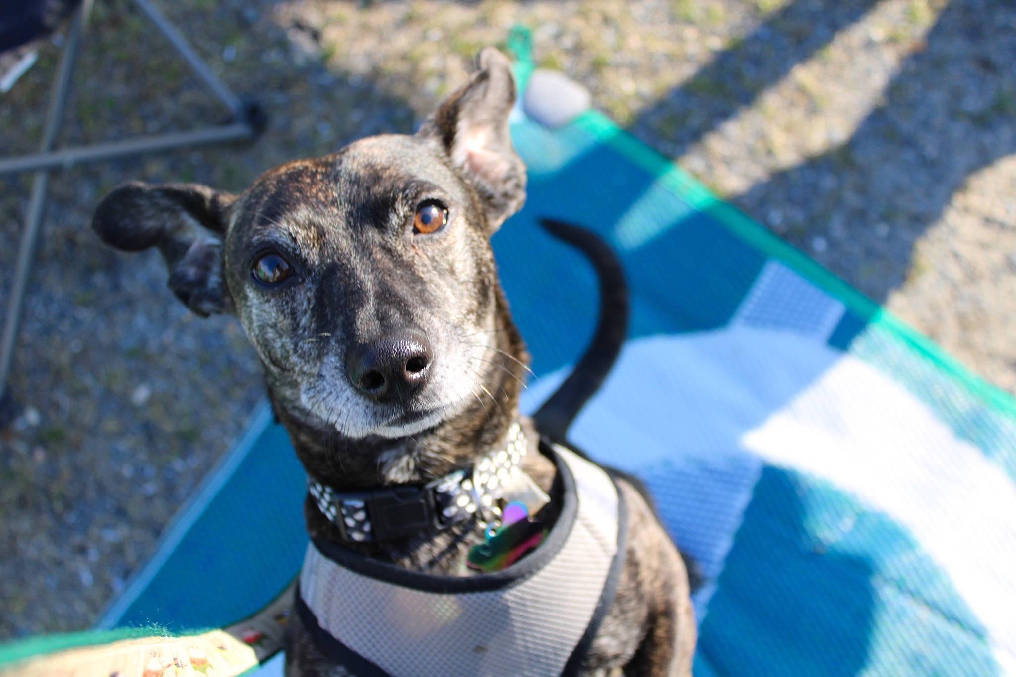 Tucker is registered to the contest to win money with this photo: australian_cattle_dog, canidae, carnivore, collar, companion_dog, dog, dog_breed, dog_collar, dog_supply, electric_blue, fang, fawn, guard_dog, leash, leisure, recreation, sporting_group, whiskers, working_animal, working_dog