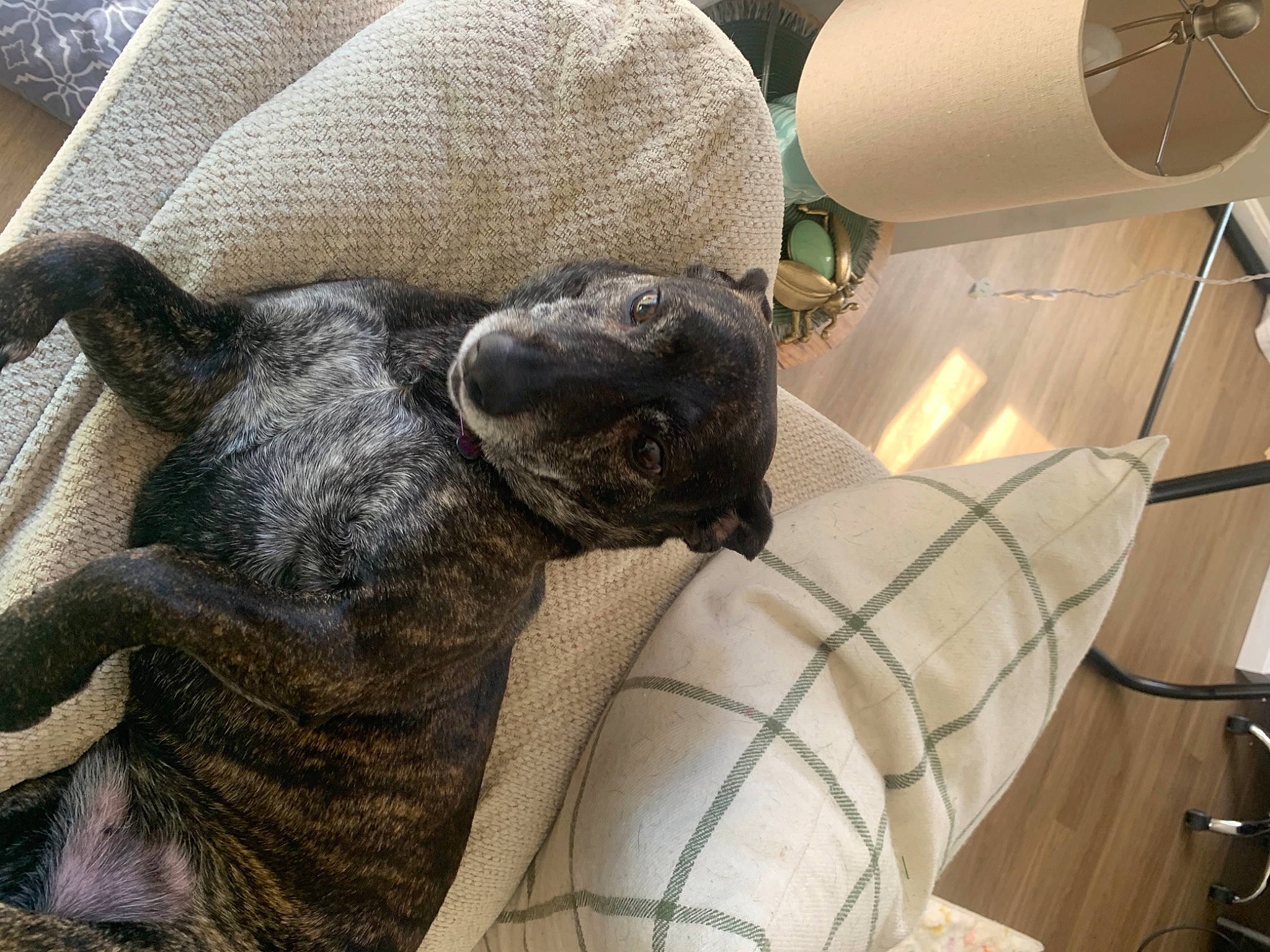 Tucker joined the competition — help win amazing prizes! art, canidae, carnivore, ceiling, comfort, companion_dog, couch, dog_breed, fawn, felidae, flooring, fur, metal, sculpture, small_to_medium_sized_cats, stuffed_toy, tail, terrestrial_animal, whiskers, working_animal