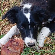 Belle a rejoint le concours — aidez-le/la à gagner de superbes lots ! animal, black_and_white, black_fur, bone, border_collie, canine, chew_toy, close_up, dog, eyes, floppy_ears, grass, grassland, lying_down, nose, outdoors, pet, puppy, white_markings, white_paws