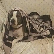 Baby Girl . joined the competition — help win amazing prizes! bedding, blanket, burrito_dog, couch, cozy, cute, dog, domestic_animal, ears, fur, home, indoor, patterned_blanket, pet, portrait, relaxed, sleepy, snout, sofa, wrapped