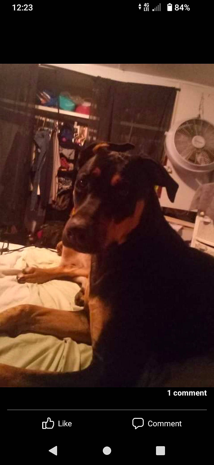 Lagitha is registered to the contest to win money with this photo: canidae, carnivore, comfort, companion_dog, darkness, dog, dog_breed, ear, fawn, flooring, fur, guard_dog, night, non_sporting_group, snout, sporting_group, tints_and_shades, whiskers, working_animal, working_dog