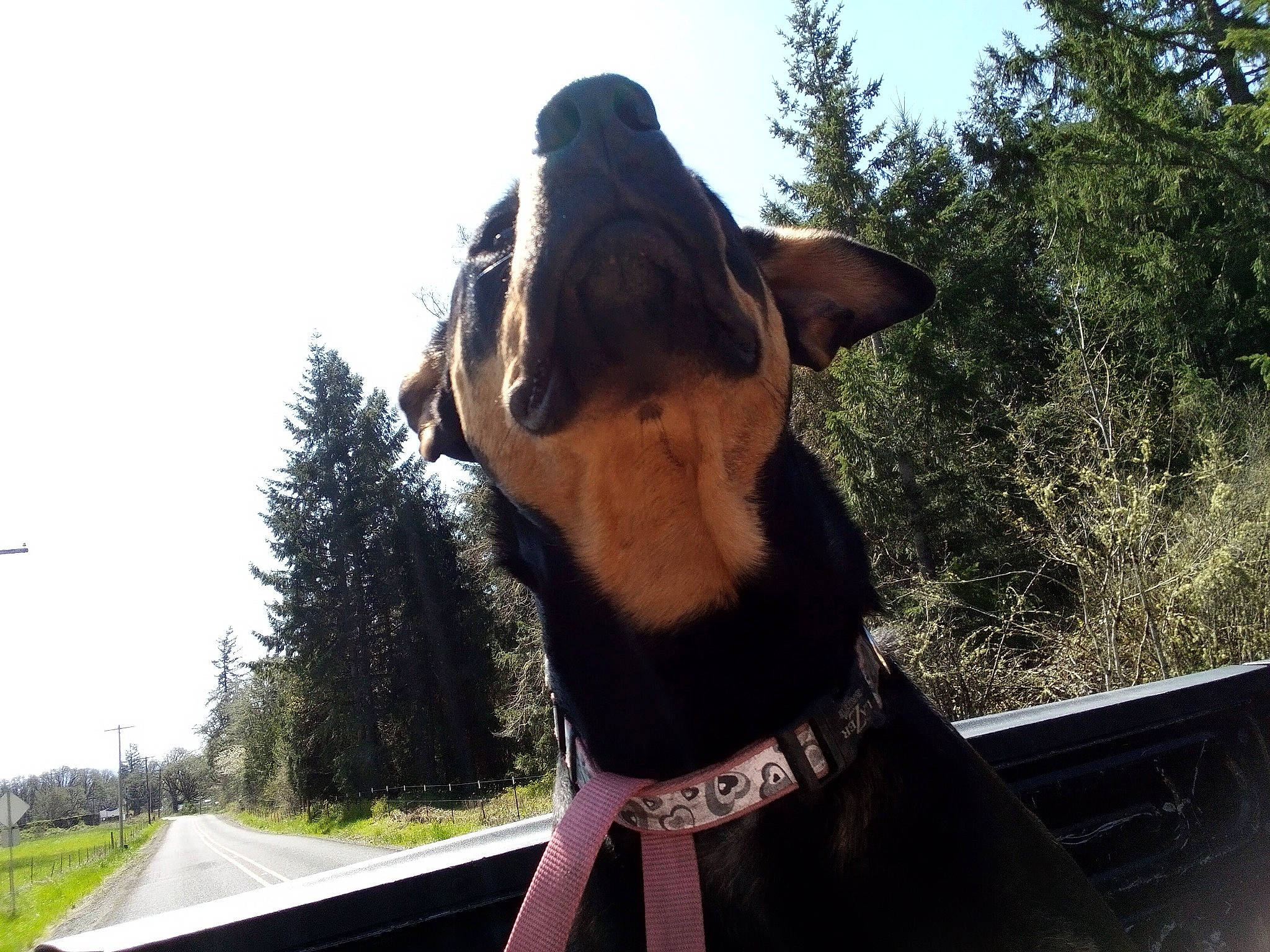 Lagitha joined the competition — help win amazing prizes! canidae, carnivore, collar, companion_dog, dog, dog_breed, dog_collar, fashion_accessory, fawn, grass, hat, leash, liver, pet_supply, plant, sky, snout, sporting_group, tree, working_animal