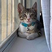 Yoda is registered to the contest to win money with this photo: animal_face, bell, cat, closeup, collar, curious, curtain, feline, indoor, kitten, natural_light, pet, portrait, quiet, resting, tabby, white_paws, window_screen, windowsill, young_animal