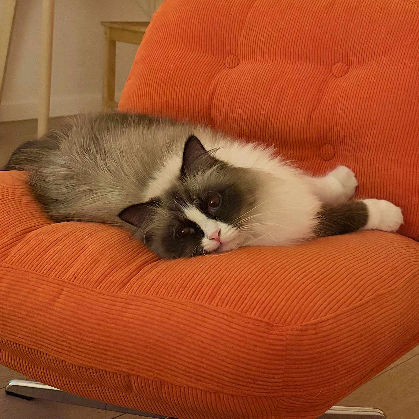Umex participe au concours pour gagner de l'argent avec cette photo : animal, calm, cat, comfort, cozy, cute, cute_pet, domestic, fluffy, fur, furniture, home, indoor, living_room, looking, mammal, orange_chair, pet, relaxed, resting
