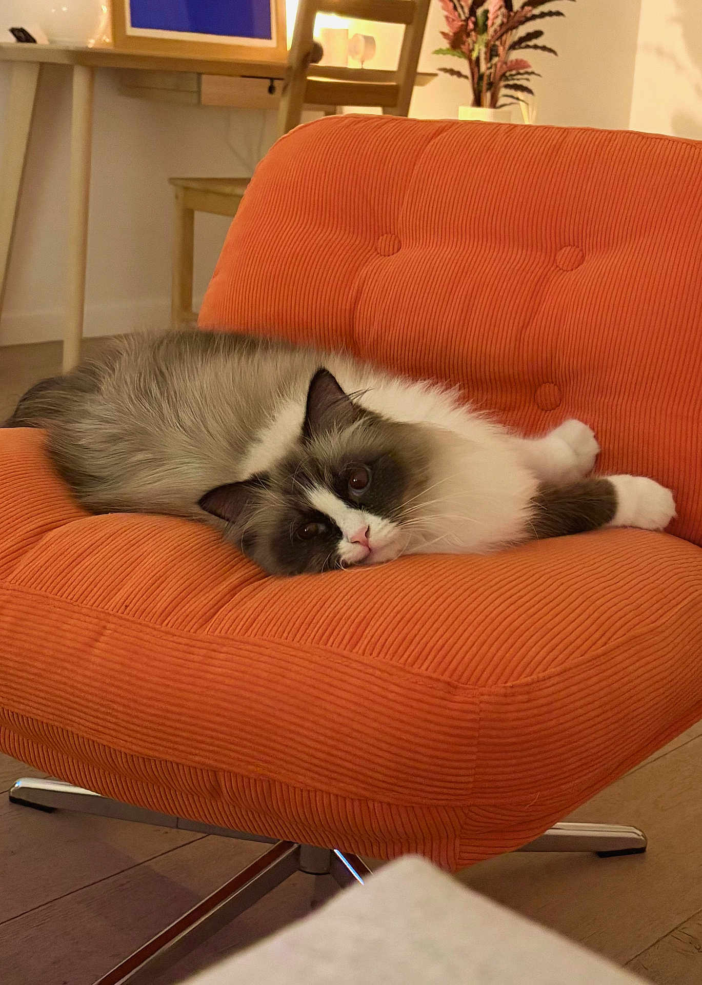 Umex participe au concours pour gagner de l'argent avec cette photo : cat, indoor, orange_chair, furniture, relaxed, fluffy, pet, animal, cozy, home, cute, fur, resting, looking, mammal, domestic, comfort, living_room, calm, cute_pet