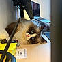 Umex a rejoint le concours — aidez-le/la à gagner de superbes lots ! cat, blue_eyes, fluffy, desk, laptop, sticky_notes, monitor_arm, office, curious, relaxed, indoor, wooden_table, pet, whiskers, pink_nose, black_white_cat, home_office, computer, fur, closeup