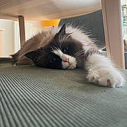 Umex a rejoint le concours — aidez-le/la à gagner de superbes lots ! cat, ragdoll, fluffy, blue_eyes, paw, stretching, indoor, furniture, table_leg, relaxed, pet, animal, cozy, home, carpet, whiskers, white_fur, brown_fur, pink_nose, close_up