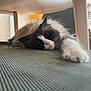 cat, ragdoll, fluffy, blue_eyes, paw, stretching, indoor, furniture, table_leg, relaxed, pet, animal, cozy, home, carpet, whiskers, white_fur, brown_fur, pink_nose, close_up