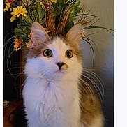 Cindy joined the competition — help win amazing prizes! cat, fluffy, curious_eyes, flowers, bouquet, yellow_flowers, pink_flowers, indoor, closeup, pet, feline, whiskers, fur, plant, decor, houseplant, background, table, domestic_animal, cute