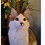 cat, fluffy, curious_eyes, flowers, bouquet, yellow_flowers, pink_flowers, indoor, closeup, pet, feline, whiskers, fur, plant, decor, houseplant, background, table, domestic_animal, cute