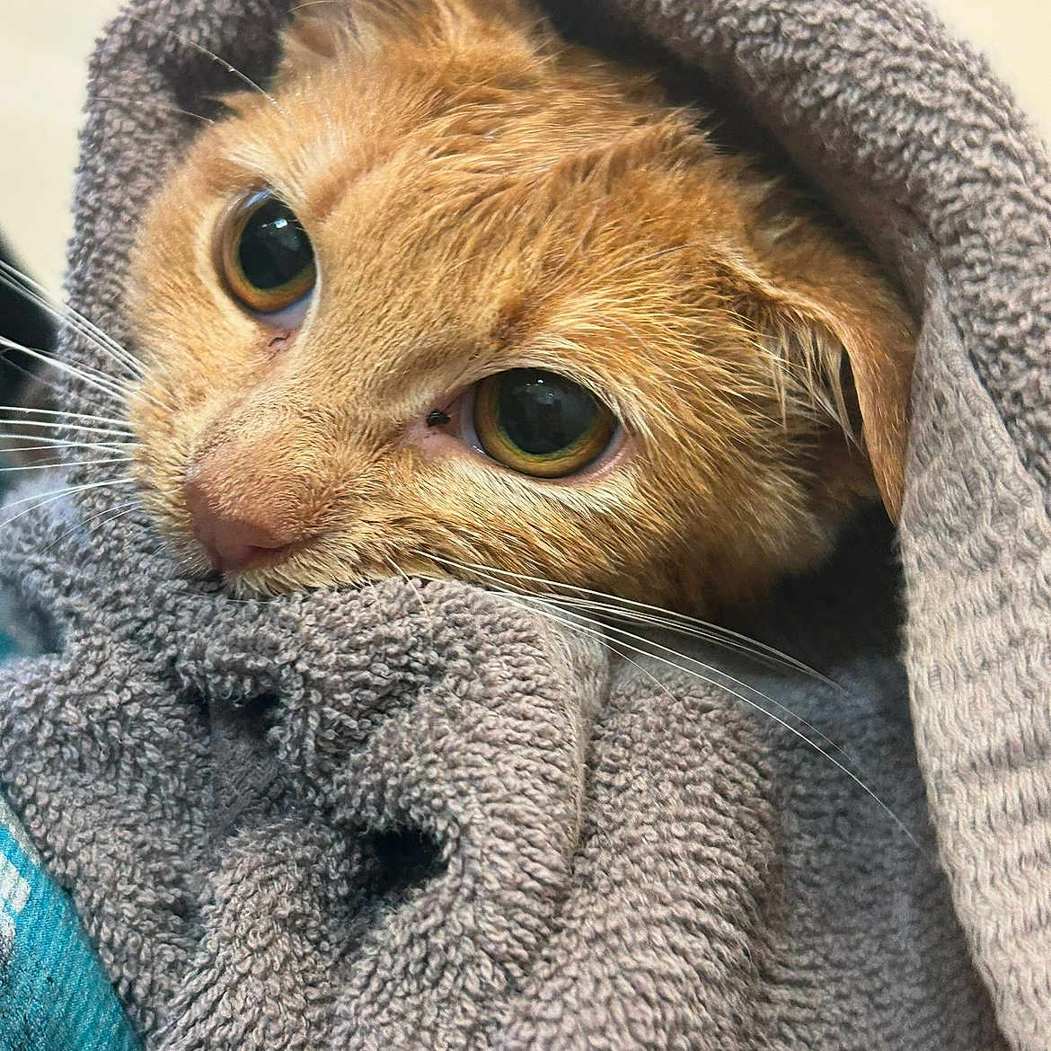 Muffin joined the competition — help win amazing prizes! abyssinian, animal, bathtowel, blanket, cat, clothing, hood, hoodie, kitten, knitwear, laundry, manx, pet, sweater, sweatshirt, towel