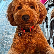 Max is registered to the contest to win money with this photo: dog, curly_fur, red_collar, indoor, carpet, furniture, pet_tag, close_up, brown_fur, cute, canine, animal, portrait, household, living_room, domestic_pet, friendly, looking_at_camera, fluffy, playful