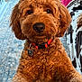 dog, curly_fur, red_collar, indoor, carpet, furniture, pet_tag, close_up, brown_fur, cute, canine, animal, portrait, household, living_room, domestic_pet, friendly, looking_at_camera, fluffy, playful