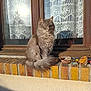 cat, gray_cat, fluffy, windowsill, brick, window, curtains, lace_curtains, sunlight, outdoor, pet, animal, feline, calm, sitting, domestic, home, daylight, tool, rock