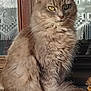 Canelle a rejoint le concours — aidez-le/la à gagner de superbes lots ! cat, gray_cat, fluffy, long_hair, sitting, tail, window, lace_curtains, wooden_frame, pet, animal, feline, domestic_cat, outdoor, sunlight, portrait, fur, whiskers, ears, serious_expression