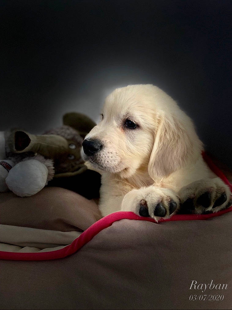 Rayban a rejoint le concours — aidez-le/la à gagner de superbes lots ! akbash_dog, canidae, carnivore, companion_dog, dog, dog_breed, golden_retriever, great_pyrenees, labrador_retriever, mammal, maremma_sheepdog, polish_tatra_sheepdog, puppy, puppy_love, rare_breed_dog, retriever, slovak_cuvac, snout, sporting_group, vertebrate