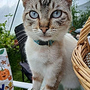 Crapule participe au concours pour gagner de l'argent avec cette photo : cat, blue_eyes, close_up, collar, feline, pet, whiskers, glass_table, wicker_basket, outdoor, garden, plant, chair, animal, curious, portrait, domestic, fur, tabby, mammal