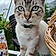 Crapule