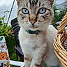 cat, blue_eyes, close_up, collar, feline, pet, whiskers, glass_table, wicker_basket, outdoor, garden, plant, chair, animal, curious, portrait, domestic, fur, tabby, mammal