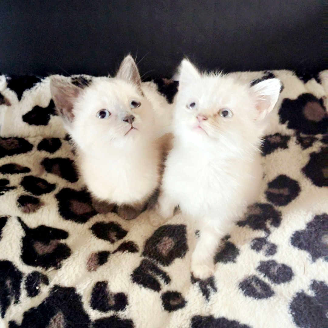 Chipie Et Praline