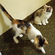 Missy joined the competition — help win amazing prizes! kitten, cat, calico, indoor, carpet, wall, pet, animal, feline, young, cute, fur, small, blur, movement, floor, domestic, sitting, walking, two