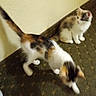kitten, cat, calico, indoor, carpet, wall, pet, animal, feline, young, cute, fur, small, blur, movement, floor, domestic, sitting, walking, two