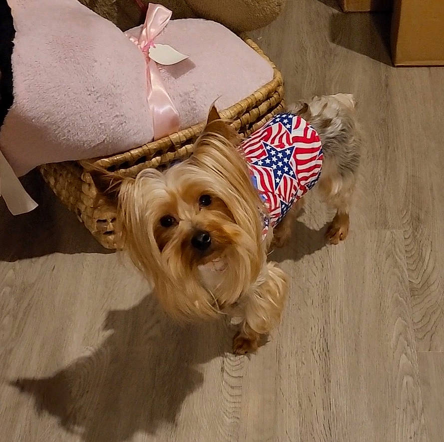 Doc is registered to the contest to win money with this photo: carnivore, comfort, companion_dog, dog, dog_breed, dog_clothes, dog_supply, eyewear, fashion_accessory, fawn, flooring, fur, hardwood, small_terrier, snout, sporting_group, terrier, toy_dog, wood, working_animal