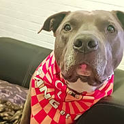 Tyson participe au concours pour gagner de l'argent avec cette photo : animal, bandana, brick_wall, brown_dog, canine, close_up, companion, couch, cozy, curious, dog, domestic_animal, face, furniture, indoor, looking, pet, portrait, sitting, white_paws
